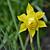 Narcissus x odorus 'Plenus'