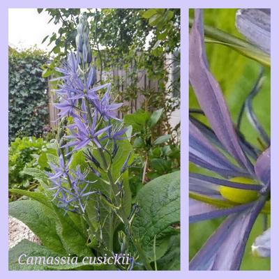 Camassia cusickii - 