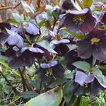 Helleborus x hybridus 'Black Beauty' - 