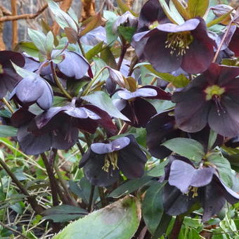 Helleborus x hybridus 'Black Beauty'