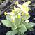 Primula veris 'Cabrillo Dark Yellow Compact'