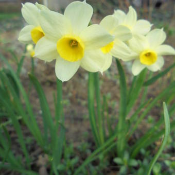 Narcissus tazetta 'Minnow'