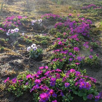 Primula 'Wanda'