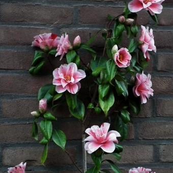 Camellia japonica 'Oki No Nami'