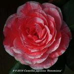 Camellia japonica 'Bonomiana' - 