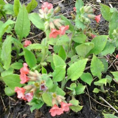 Pulmonaria rubra - Pulmonaria rubra