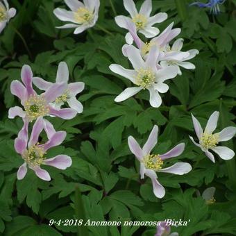 Anemone nemorosa 'Birka'