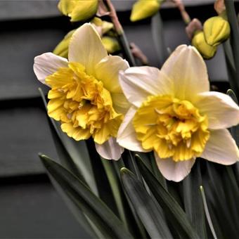 Narcissus 'Full House'