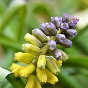 Muscari macrocarpum 'Golden Fragrance'