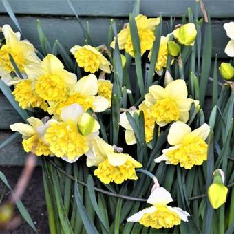 Narcissus 'Full House'