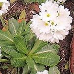 Primula denticulata 'Alba' - 