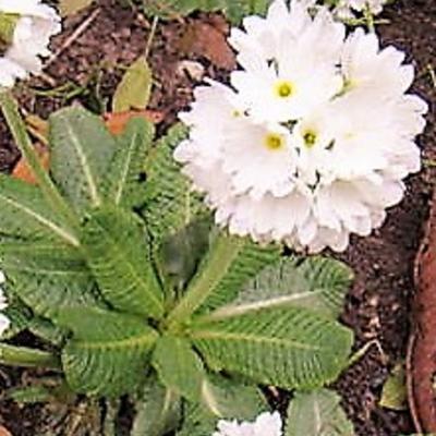 Primula denticulata 'Alba'