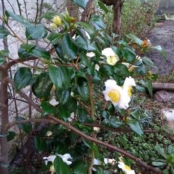 Camellia japonica 'Alba Simplex'