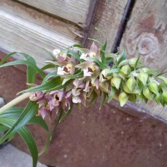 Epipactis helleborine