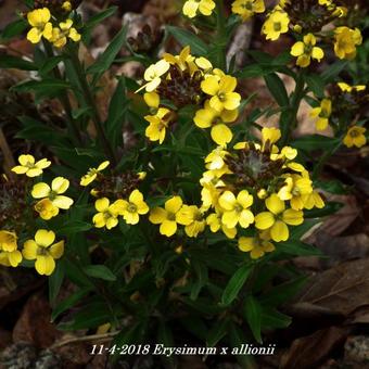 Erysimum x allionii