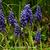 Muscari botryoides