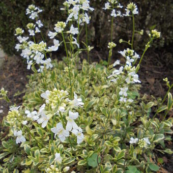 Arabis ferdinandi-coburgi 'Old Gold'