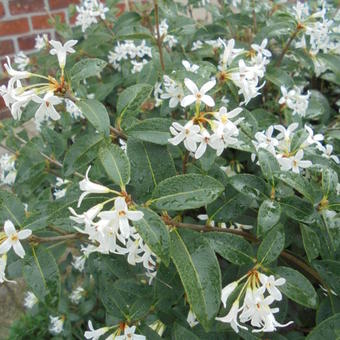 Osmanthus burkwoodii