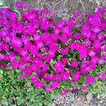 Aubrieta 'Bressingham Red' - Aubrieta 'Bressingham Red'