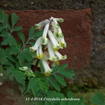 Corydalis ochroleuca