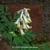 Corydalis ochroleuca