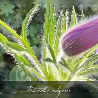 Pulsatilla vulgaris