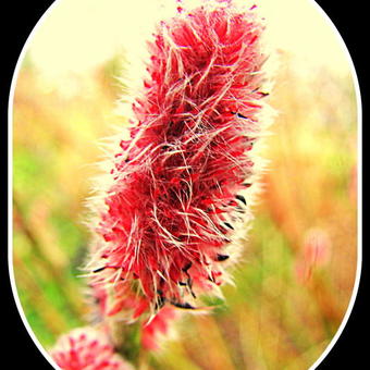 Salix gracilistyla 'Mount Aso'