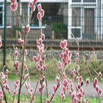 Salix gracilistyla 'Mount Aso' - 