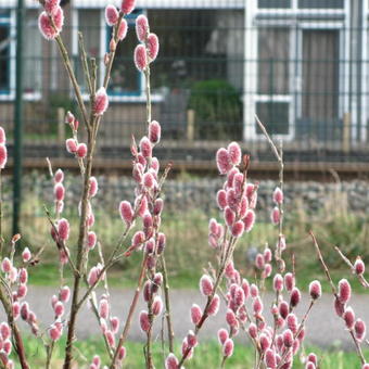 Salix gracilistyla 'Mount Aso'