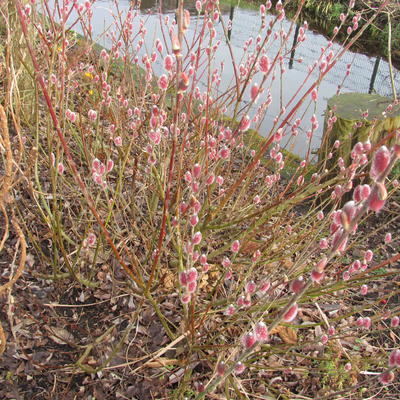 Salix gracilistyla 'Mount Aso' - 