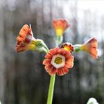 Primula auricula 'Blush Baby' - 