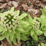 Petasites japonicus - 