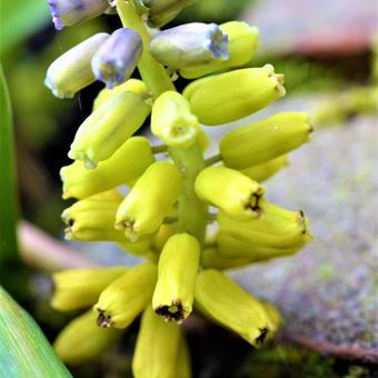 Muscari macrocarpum 'Golden Fragrance'