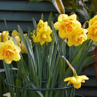 Narcissus 'Tahiti'