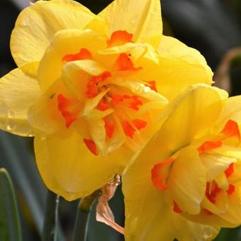 Narcissus 'Tahiti'