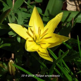 Tulipa urumiensis