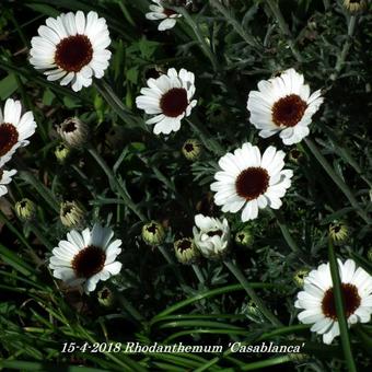 Rhodanthemum 'Casablanca'