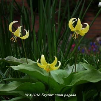 Erythronium 'Pagoda'