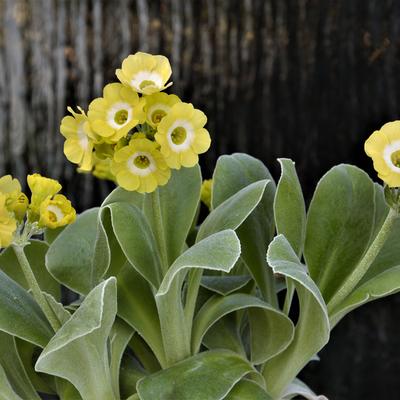 Primula auricula 'Hinton Fields' - 