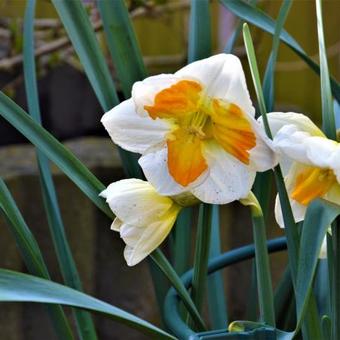 Narcissus 'Tricollet'