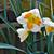 Narcissus 'Tricollet'