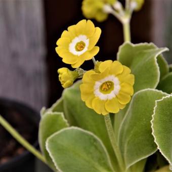 Primula auricula 'Lucy Locket'