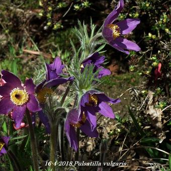 Pulsatilla vulgaris