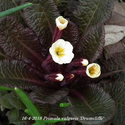 Primula vulgaris 'Drumcliffe' - 