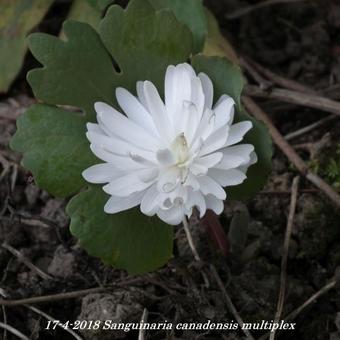 Sanguinaria canadensis 'Multiplex'