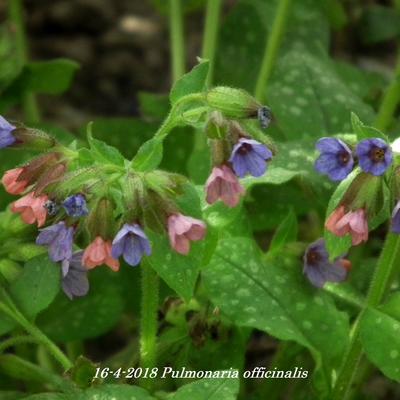 Pulmonaria officinalis - Pulmonaire officinale - Pulmonaria officinalis