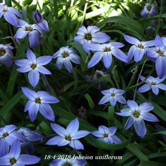 Ipheion uniflorum