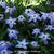 Ipheion uniflorum