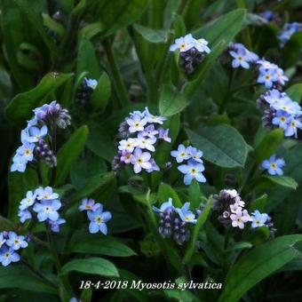 Myosotis sylvatica