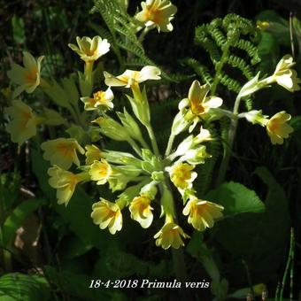 Primula veris